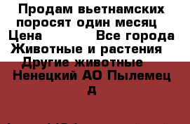 Продам вьетнамских поросят,один месяц › Цена ­ 3 000 - Все города Животные и растения » Другие животные   . Ненецкий АО,Пылемец д.